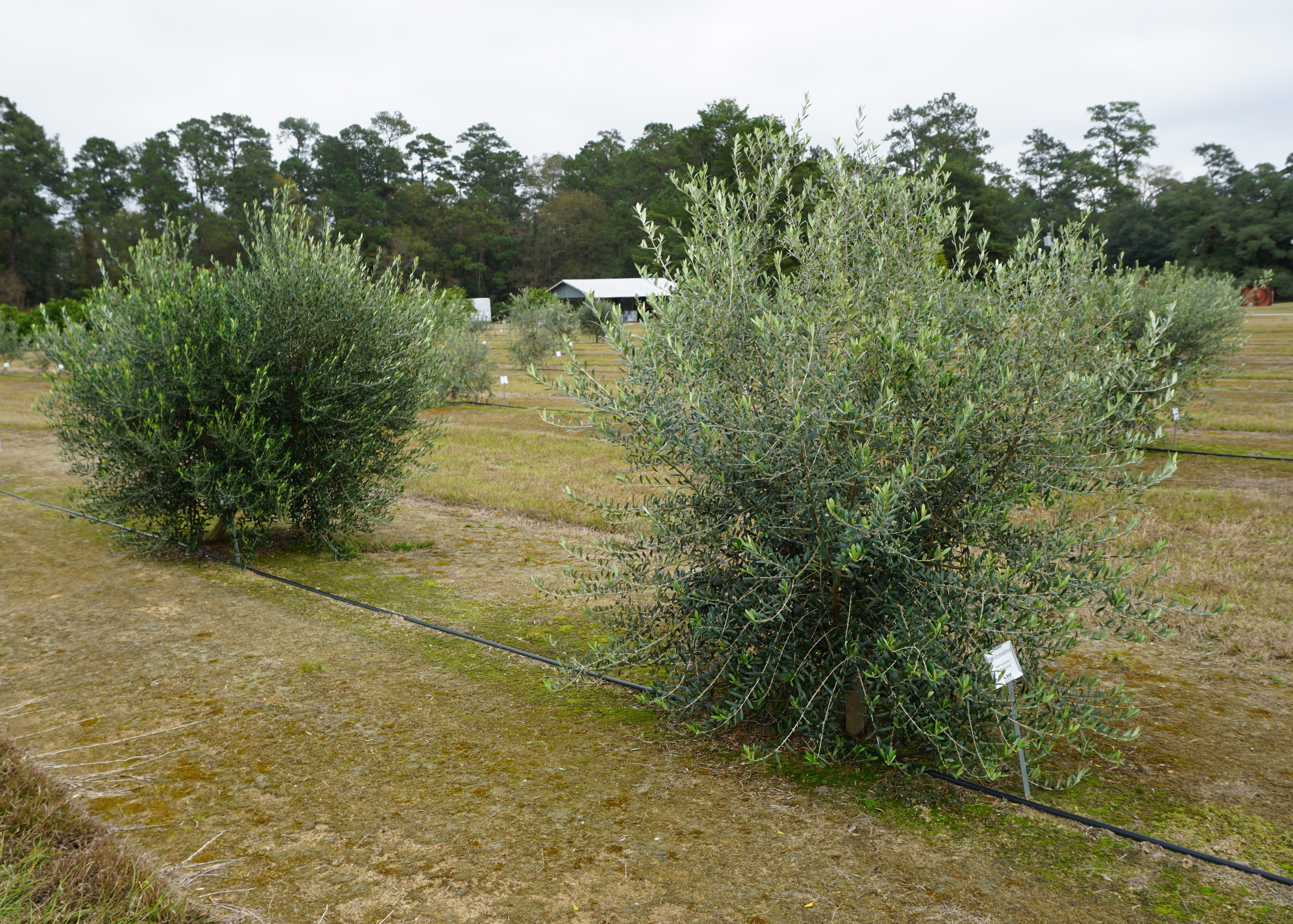 Growing Olives in Louisiana: An Initial Evaluation